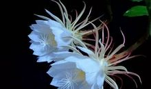 瞬间的美丽，生命的永恒_900字