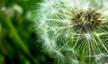 高二议论文：宽容是心态，也是智慧_1000字