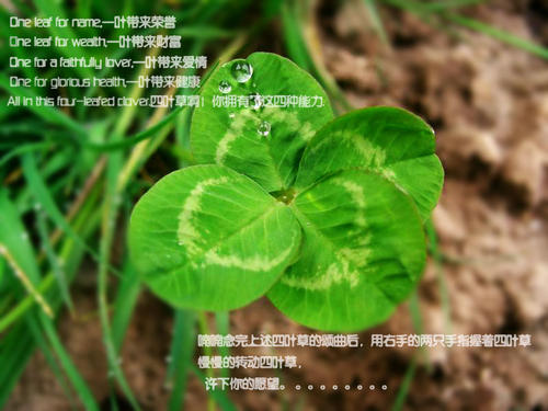 四叶草_800字