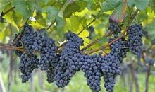 小区里的葡萄藤_550字