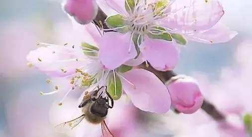 花香的温暖_800字