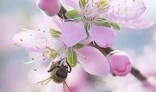 温暖，在花香中_800字