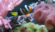 “海葵”来啦_700字