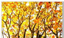 寻找秋天的足迹_750字