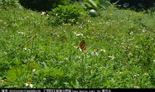 流连花间的黄蝴蝶_550字