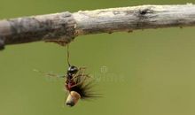 蚂蚁的力量_800字