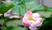 温暖在心中荡漾_750字