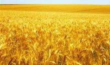 带你去看金色的麦浪_650字