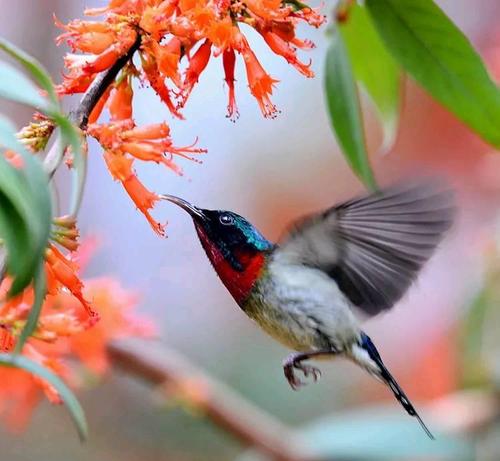 二重奏兄弟（猜一只鸟）