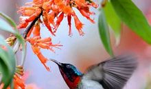 多兄长（猜一鸟）