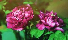 2018年湖北十堰中考范文七：芬芳（4）_800字