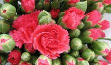 关于母亲节的作文：母亲之花--康乃馨_300字