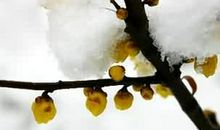 腊八节的习俗：吃冰