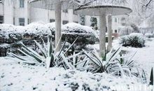 关于大雪的作文：大雪来袭_1000字