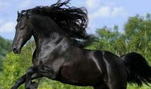 未来的马7_350字