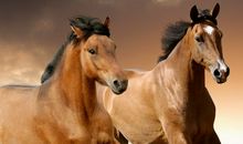 未来的马10_400字