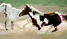 人与马不同_800字