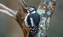 森林医生——啄木鸟_200字