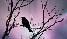 不切实际的乌鸦_1200字