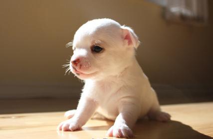 关于失踪的组成：可爱的puppy_1200个单词