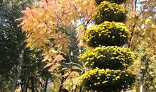 秋天的遐想_500字