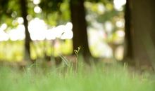 温暖的阳光_550字