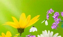 落叶无声_1500字