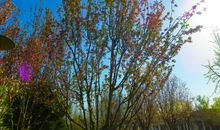 生活在幸福的蓝天下_550字