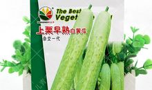 黄瓜的自述_800字