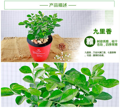 [春天来了]吕洛_300字