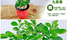 [春天来了]绿萝_300字