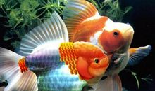 假如我是金鱼_800字