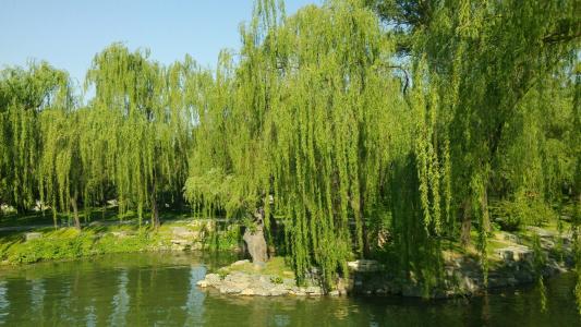 好的句子和段落描述了河岸上的柳树_650个单词