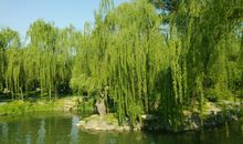 描写河岸杨柳树的好句好段_650字