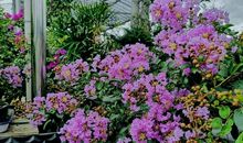 我的家园我的梦_650字