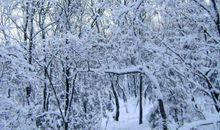 家乡的冬天_800字