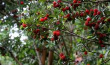 我爱家乡的杨梅_750字