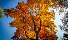 辞柯霜叶，飞来就我题红。