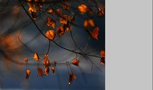 冬日，那一缕阳光_700字