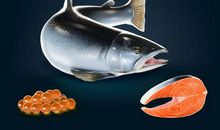 我认识的大马哈鱼 _800字