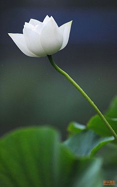 [我的偶像]白莲花在云层中漫步900字