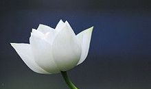 [我的偶像]漫步云间的一朵白莲_900字