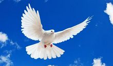 和平!你到底在哪里?——发自于一只和平鸽的心声_800字