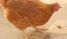 我家的母鸡_300字