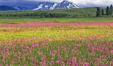 [春天来了]春天在山野里_1500字