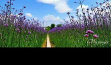 心中桃花源_750字