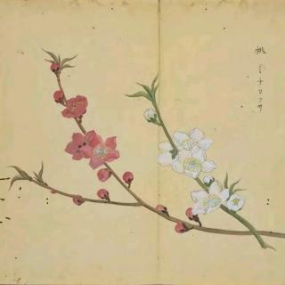 花园里有桃子