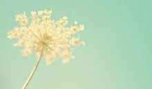 两粒种子的遭遇 _400字