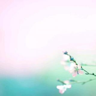 菲塔