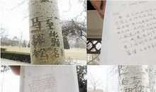 沙溪到此一游_550字